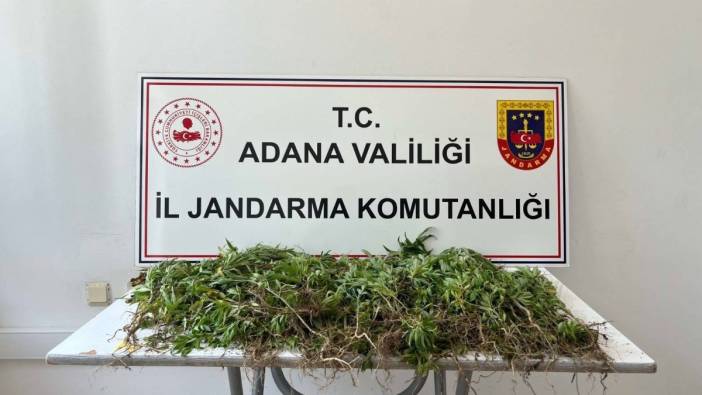 Adana’da uyuşturucu operasyonu: 2 bin kök kenevir ele geçirildi