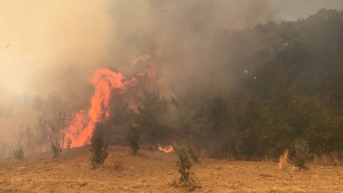 Adana'da orman yangını (11 Temmuz 2023)