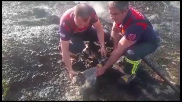 Alevlerin arasında kalan kaplumbağa itfaiye ekipleri tarafından kurtarıldı