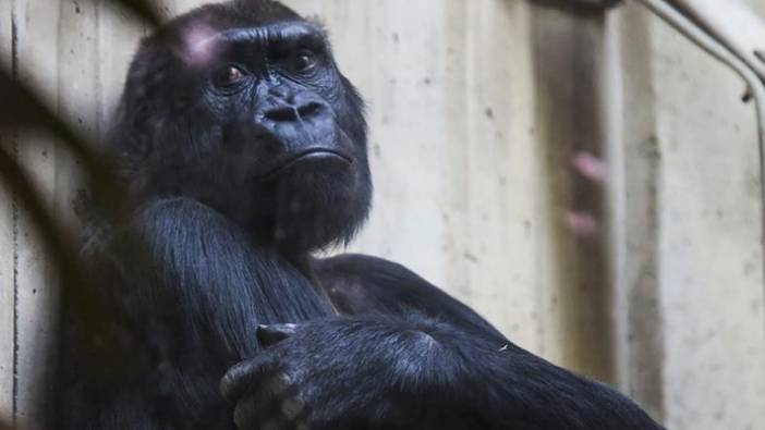 Hayvanat bahçesinden ziyaretçilere uyarı: İzlettiğiniz videolar gorilleri üzüyor