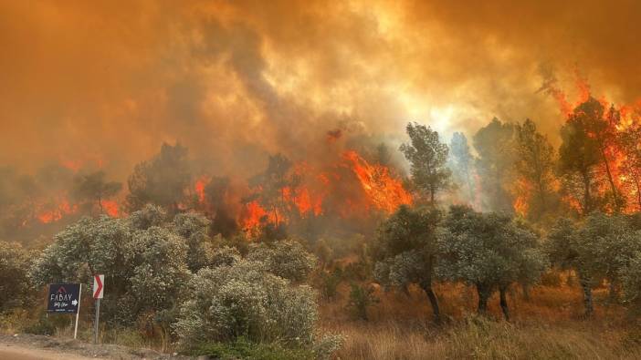 Milas'ta orman yangını rüzgarın etkisiyle büyüyor