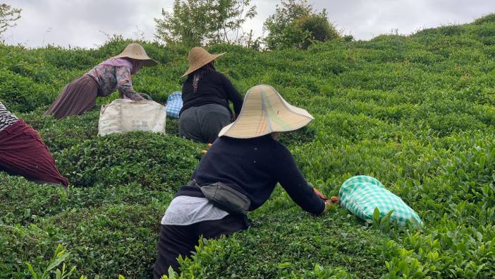 Karadeniz'de 'Z kuşağı' çay tarımından uzak
