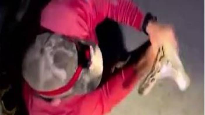 Dev yılandan ölümcül hamle. ABD'deki en büyük Burma pitonu yakalandı