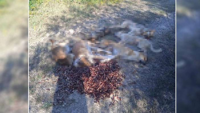 Ormanda zehirlenerek ölmüş köpekler bulundu