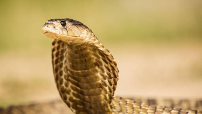 İş insanını öldürmek için kobra yılanı kullandılar