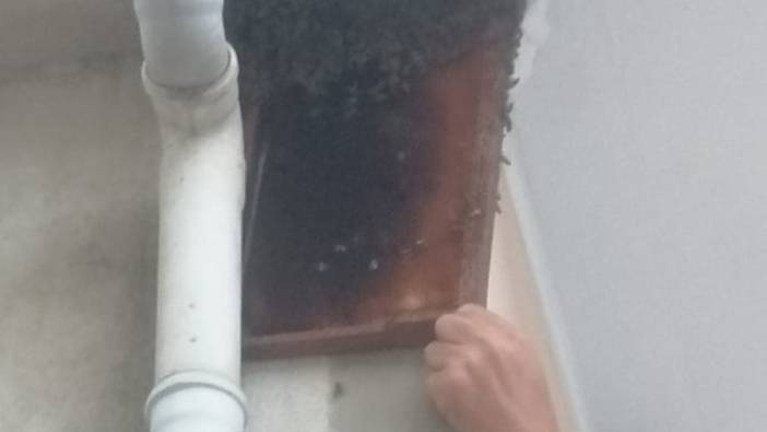 Bursa'da oğul veren arılar balkonu sardı