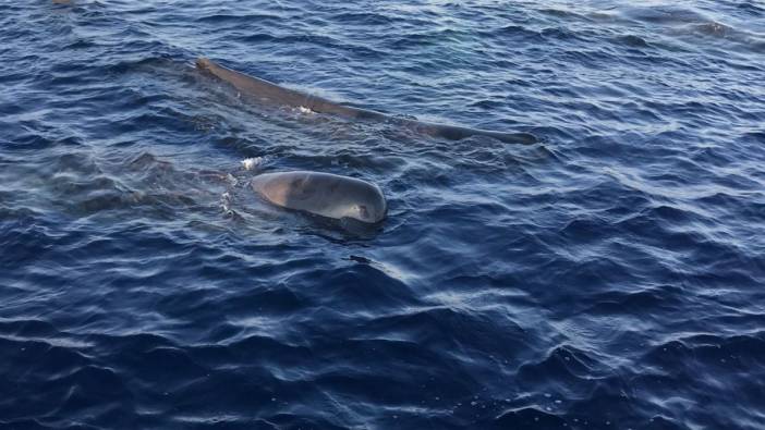 Boyu 20 metre ağırlığı 57 ton. Dev balina sürüsü Türkiye kıyılarında