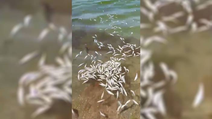 Trol balıkçıları Sahil Güvenlik’ten kurtulmak için ölü balıkları denize döktü Mudanya sahillerine yüzlerce ölü balık vurdu