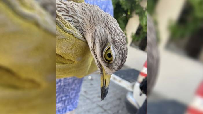 Manisa’da yaralı bayağı kocagöz kuşu tedavi altına alındı
