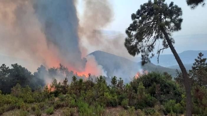 Tunus’ta orman yangını: 470 hektarlık alan küle döndü