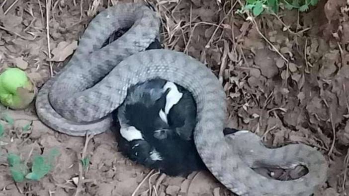 Türkiye'nin en zehirli yılanı yakaladığı kargayı böyle yedi