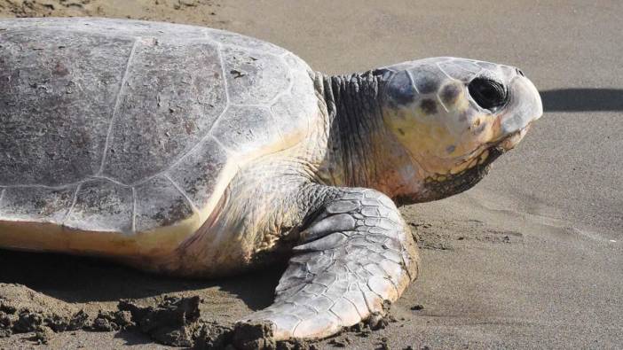 Deniz kaplumbağası besleyenlere 244 bin lira ceza