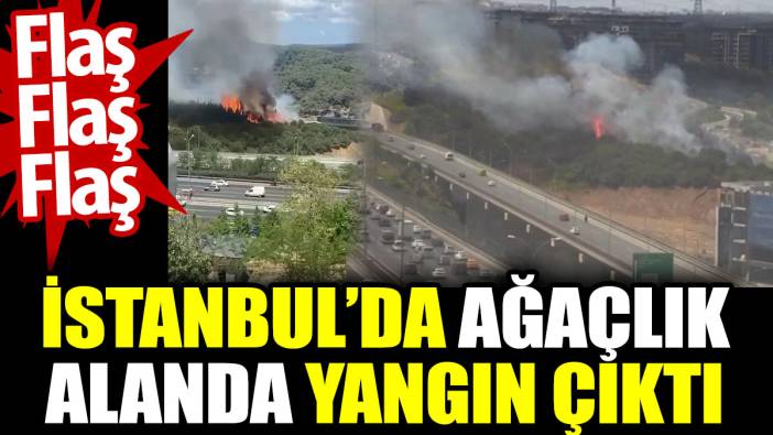 İstanbul Kağıthane’de orman yangını