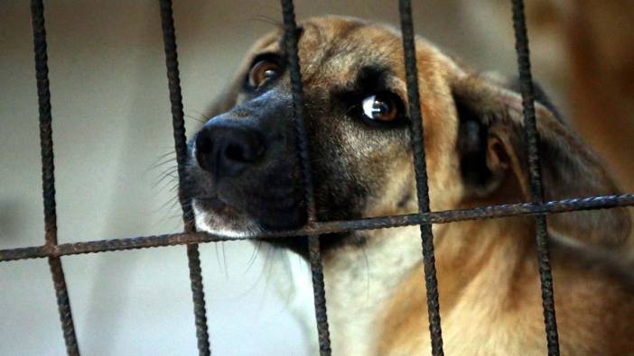 Güney Kore’de köpek etinin yasaklanması gündemde