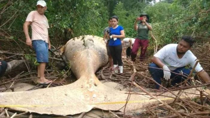 Amazon ormanında bulunan ölü balinanın gizemi