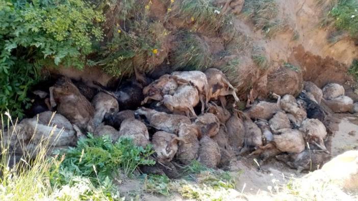 Van'da peş peşe uçurumdan atlayan 130 koyun öldü