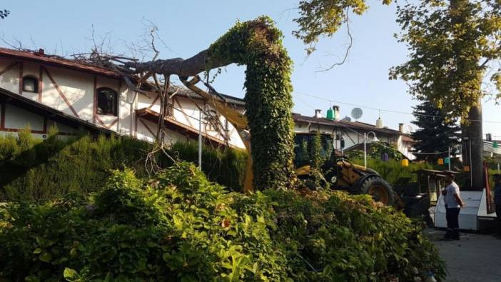 Asırlık çınar ağacı villanın üzerine devrildi. Deprem oluyor sandılar
