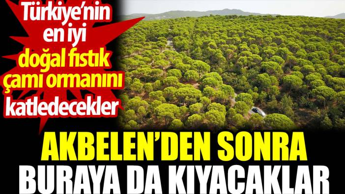 Akbelen’den sonra Türkiye’nin en iyi doğal fıstık çamı ormanını da katledecekler