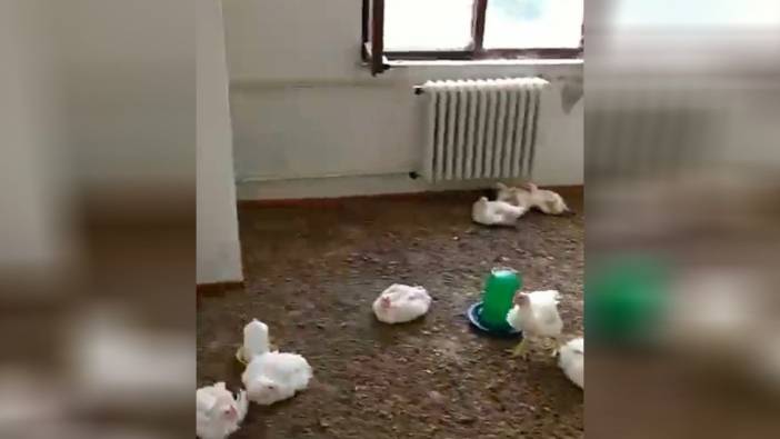 Edirne'de bulunan kamu lojmanı tavuk çiftliği oldu