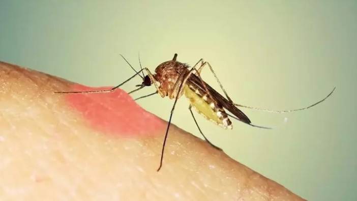 Türkiye için sivrisinek istilası tehlikesi. Ege ve Akdeniz’de hızlı şekilde yayılıyor