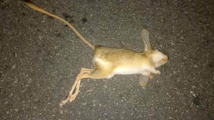 Nesli tükenmekte olan ‘Arap’ tavşanı araç altında kalarak öldü