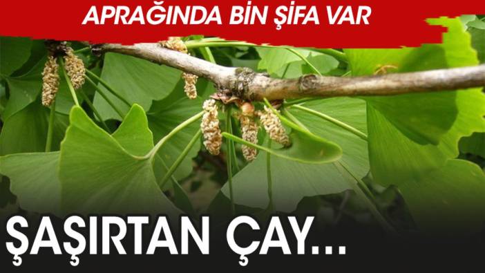 Ginkgo biloba çayı