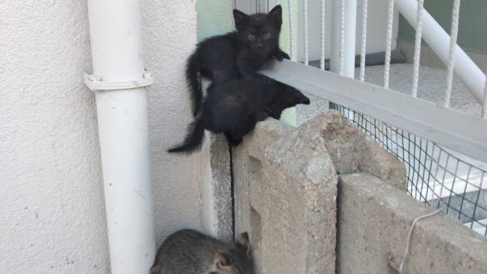 Duvar arasına sıkışan yavru kediler kurtarıldı