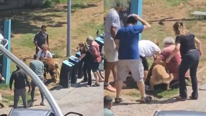 Tasmasız köpek Kadıköy sahilde dehşet saçtı