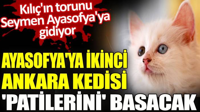 Ayasofya'ya ikinci Ankara kedisi 'patilerini' basacak