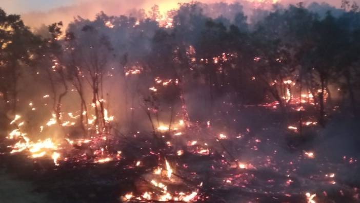 Siirt’te orman yangını: Birçok ilden destek istendi