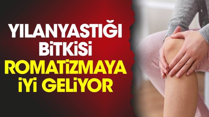 Yılanyastığı bitkisi romatizmaya iyi geliyor