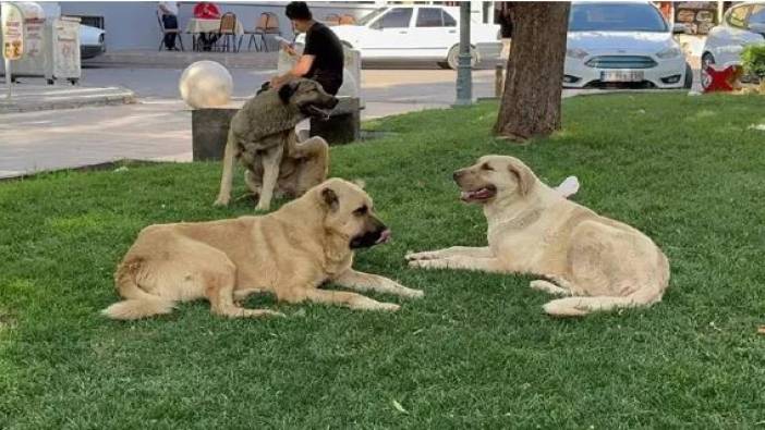 Sokak köpeği saldırısında emsal karar. Belediye ve valiliğe açtığı davada tazminat kazandı