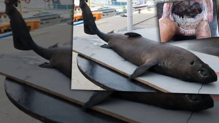 Pasifik Okyanusu'nda yaşayan 'Ninja Lanternshark' köpek balığı Antalya'da yakalandı