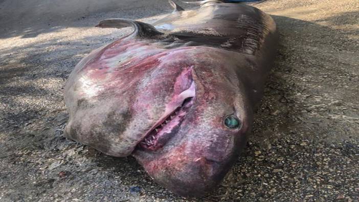 Köpek balığının midesinde insan kalıntıları bulundu