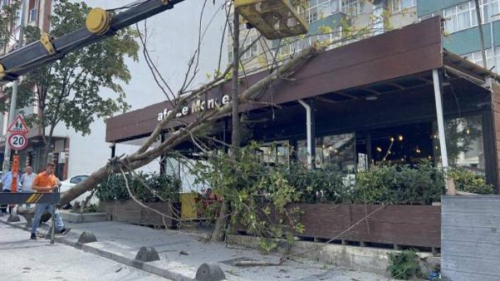 Arnavutköy'de çınar ağacı devrildi. Yoldan geçenler son anda kurtuldu