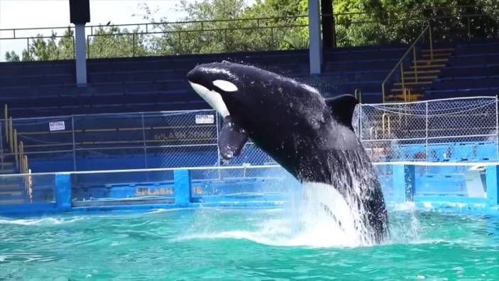 50 yıldır gösteri yapan balina özgür kalmayı beklerken öldü