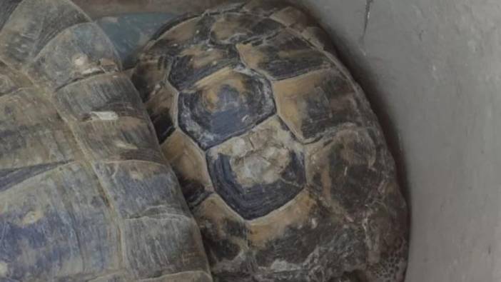 Kaplumbağalar kuyuda mahsur kalan kalmıştı, kurtarıldı