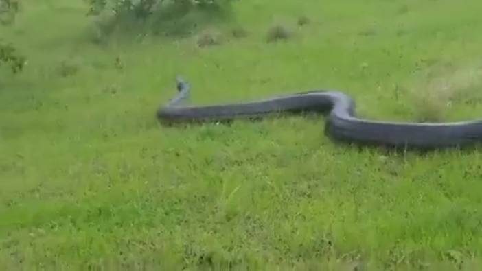 Van’da dev yılan paniği. Paylaşılan görüntüler gerçek mi?