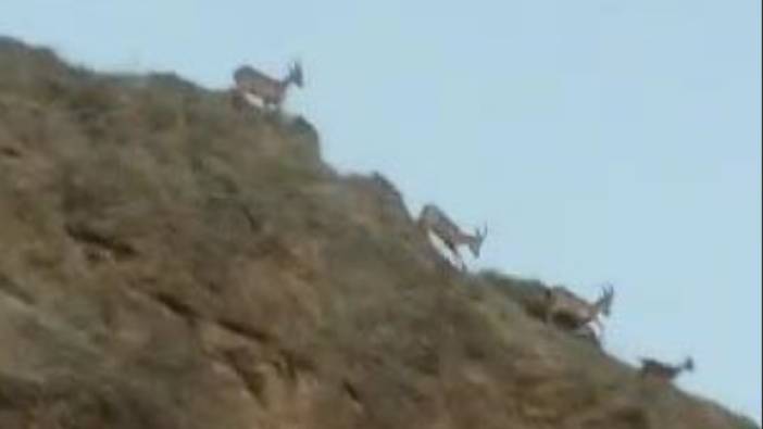 Koruma altındaki dağ keçileri Palu'da görüntülendi