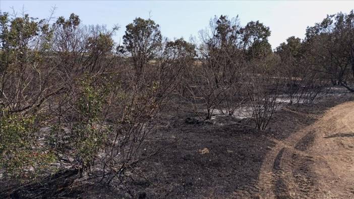 Edirne'deki orman yangını söndürüldü