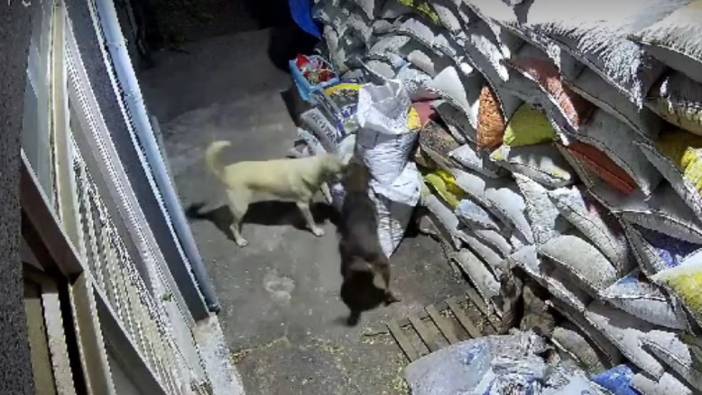 Manisa’da başıboş sokak köpeklerinin vahşeti kameralara yansıdı