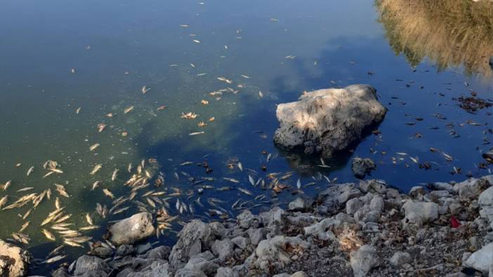 Kahramanmaraş'ta toplu balık ölümleri