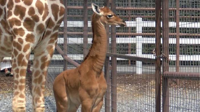 Hayvanat bahçesinde beneksiz zürafa doğdu. Dünyada bir ilk kez görüldü