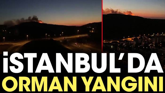 Son Dakika... İstanbul'da orman yangını