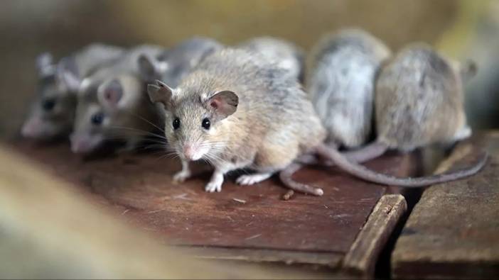Roma’da Fare Alarmı: Kolezyum'da farelerle mücadele ediliyor