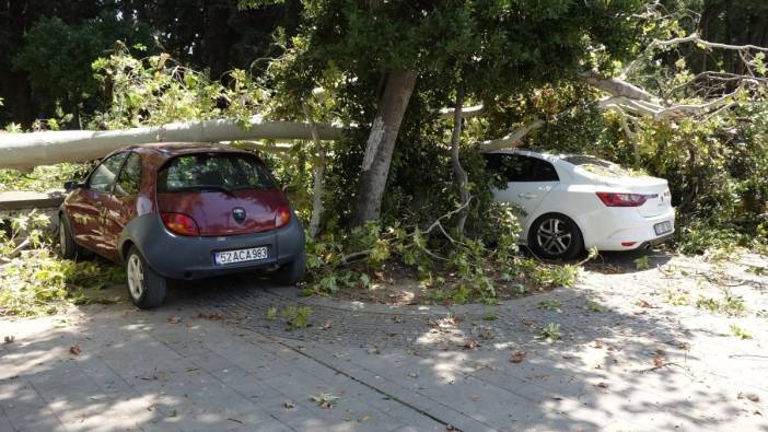 2 asırlık çınar ağacının kırılan dalları 5 aracın üzerine düştü