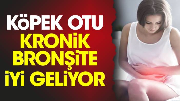 Kronik bronşite iyi gelen mucize bitki