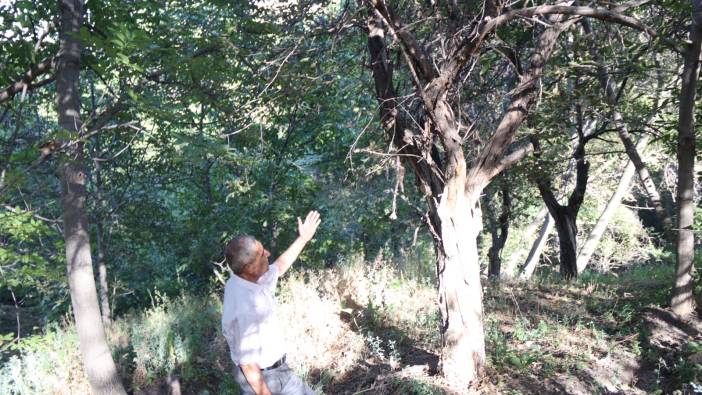 Baraj çalışmaları yarım kalınca 200 yıllık ceviz ağaçları kurudu