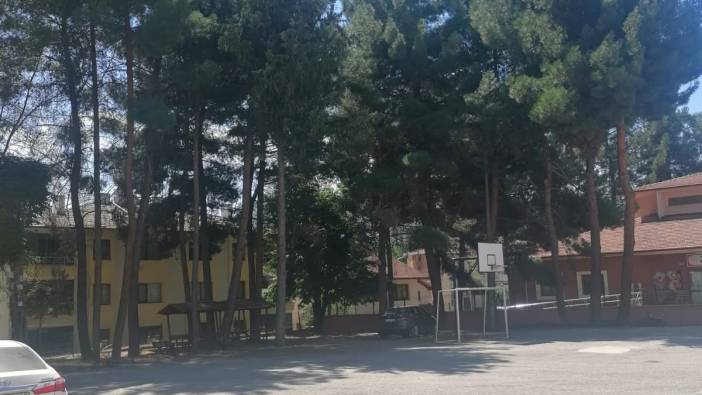 İlkokul bahçesindeki ağaçlar çocukları bahane ederek kesilecek