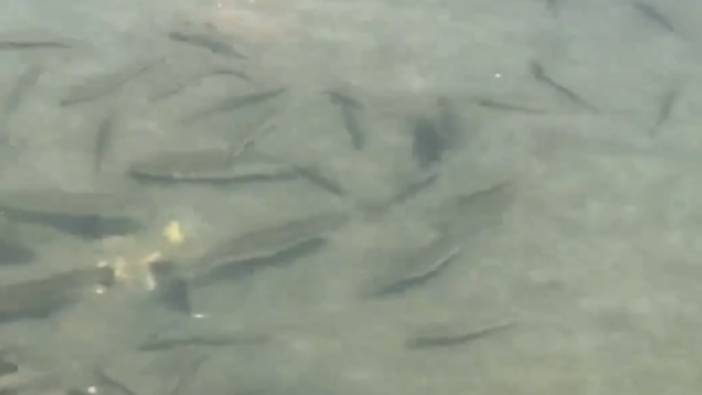 İskenderun'daki anıt meydanı göle döndü. Denizden sürüklenen balıklar meydanda yaşamaya devam ediyor